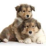 Two sable Rough Collie pups, 7 weeks old