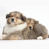 Two sable Rough Collie pups, 7 weeks old