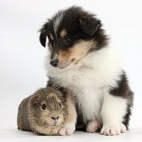 Tricolour Rough Collie puppy and Guinea pig