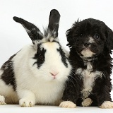 Black-and-white Cavapoo pup and rabbit