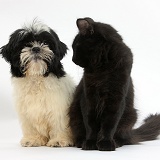Black-and-white Shih-tzu pup and black kitten