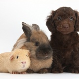 Daxiedoodle puppy with Guinea pig and rabbit