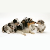 Sheltie with puppies