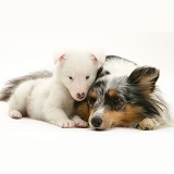 Sheltie and white pup