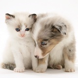 Birman-cross kitten with Sheltie pup