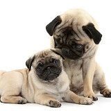 Fawn Pug dog and puppy, 8 weeks old