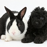 Toy Labradoodle with rabbit