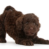 Cute chocolate Toy Goldendoodle puppy in play-bow