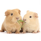 Yellow baby Guinea pigs eating grass