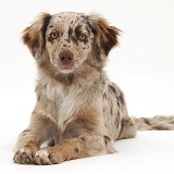 Red Merle Mini American Shepherd