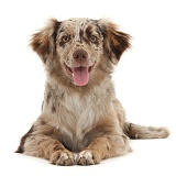 Red Merle Mini American Shepherd