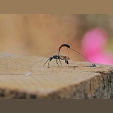 Ichneumon egg-laying in a wooden fence post