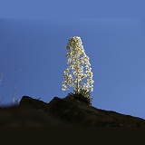 Long-leaved Saxifrage, French Pyrenees