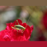 Speckled Bush Cricket nymph on a red rose