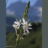 ST Bruno's Lily, French Pyrenees