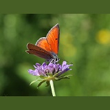 Purple-edged Copper Butterfly on Field Scabious