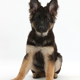 Alsatian pup