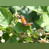 Gatekeeper Butterfly on bramble