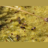 Honey Bee workers drinking from algae-covered pond
