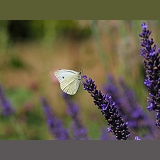 Small White Butterfly on lavender