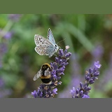 Chalkhill Blue Butterfly sharing lavender flowers with a bumblebee