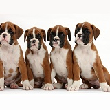 Four Boxer puppies, 8 weeks old, sitting