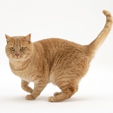Ginger cat standing