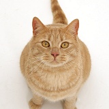 Ginger British shorthair cat