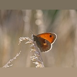 Small Heath Butterfly resting in late evening sun