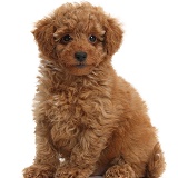 Cute red Toy Poodle puppy sitting
