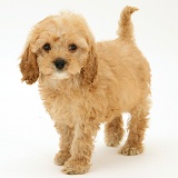American Cockapoo puppy, 8 weeks old, standing