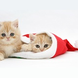 Ginger kittens in a Santa hat