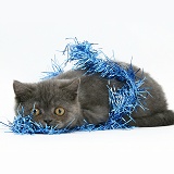 Grey kitten hiding in blue Christmas tinsel