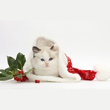 Ragdoll-cross kitten in a Santa hat with holly