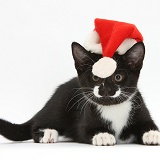 Black-and-white kitten with Santa hat