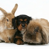 Cavalier King Charles Spaniel pup and rabbits
