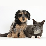 Cute Daxiedoodle puppy and Burmese-cross cat