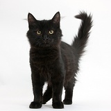 Fluffy black kitten, standing