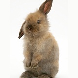 Baby brown rabbit standing up