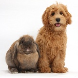 Cute Goldendoodle puppy and rabbit