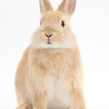Sandy Netherland Dwarf bunny