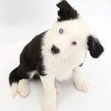 Black-and-white Border Collie puppy sitting and looking up