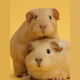 Baby yellow Guinea pigs on yellow background