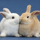 White rabbit and Sandy rabbit kissing on blue background