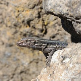 Canary Island lizard