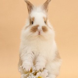 Young rabbit and daisy flowers on beige background