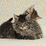 Two cute tabby kittens on flowery background