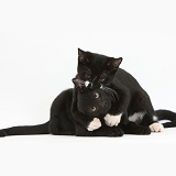 Black and black-and-white tuxedo kittens, hugging