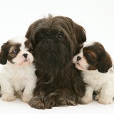 Mother Shih-tzu with Cavazu pups