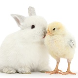 White rabbit kissing a yellow bantam chick